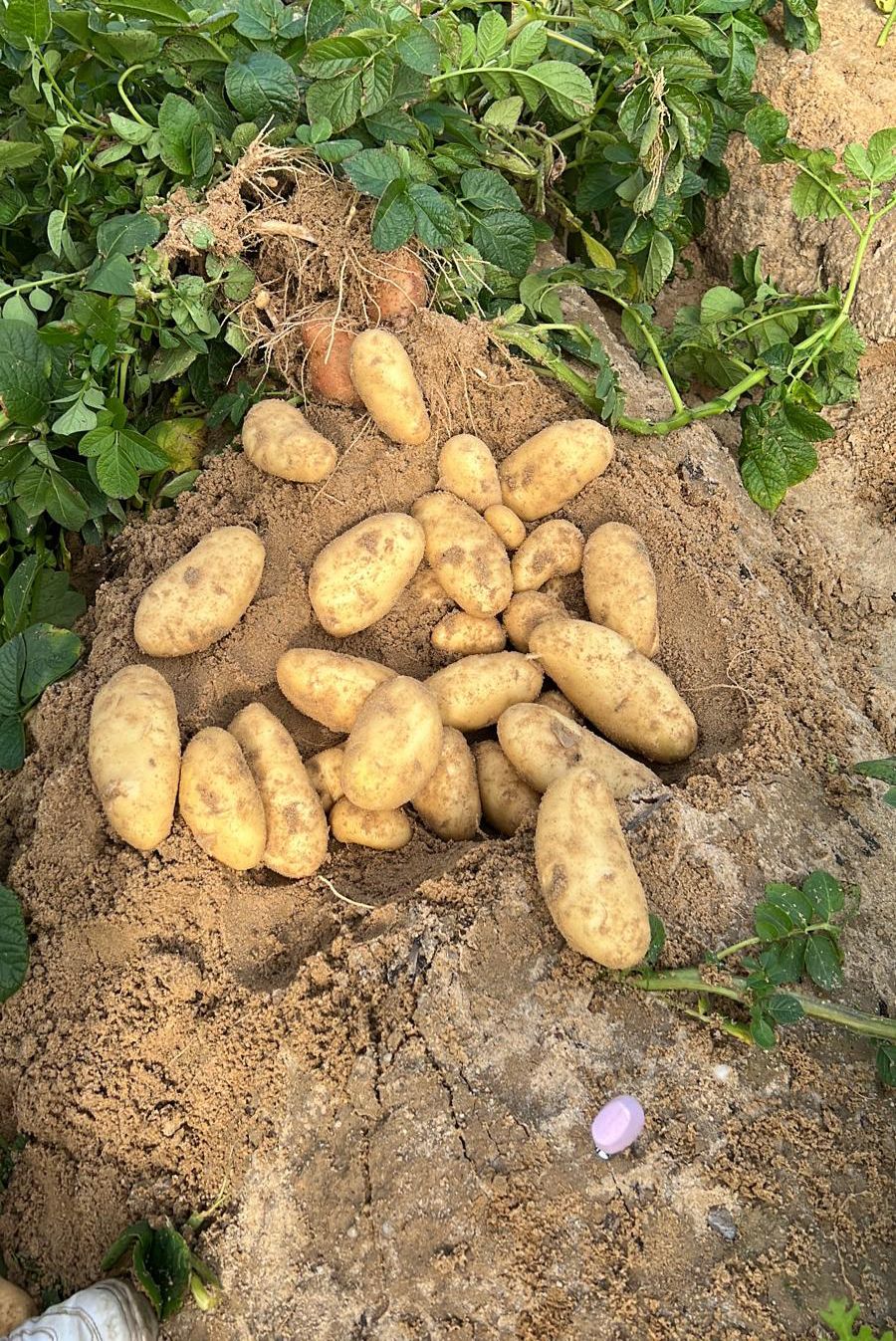 <p>Ξεκίνησε η εποχή της πατάτας Spunta. (Xekínise i epóchi tis patátas Spunta.)</p><div><br></div>