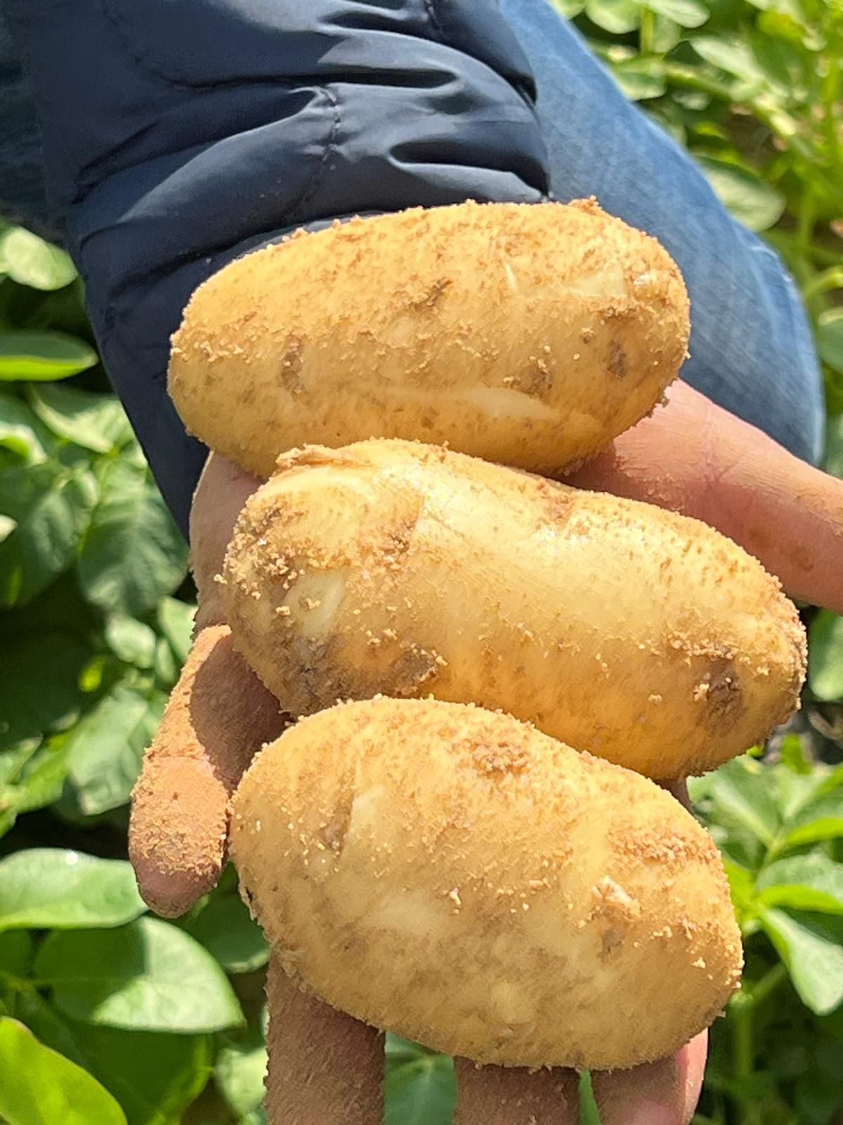 <p>Ξεκίνησε η εποχή της πατάτας Spunta. (Xekínise i epóchi tis patátas Spunta.)</p><div><br></div>