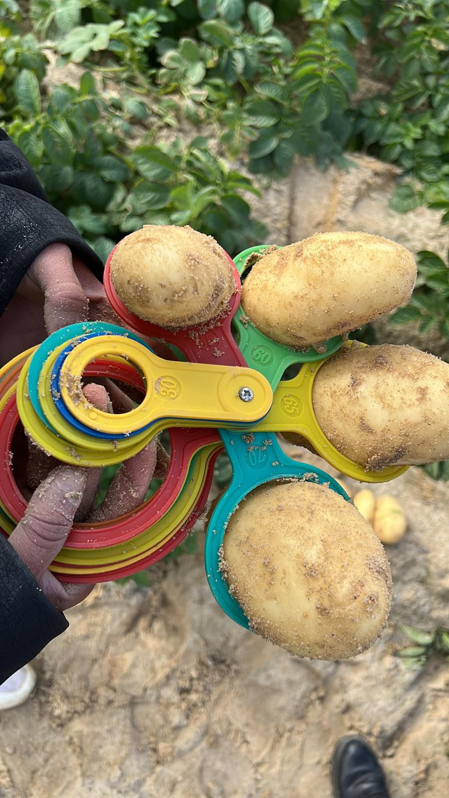 <p>Ξεκίνησε η εποχή της πατάτας Spunta. (Xekínise i epóchi tis patátas Spunta.)</p><div><br></div>