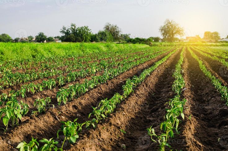 <p>Ξεκίνησε η εποχή της πατάτας Spunta. (Xekínise i epóchi tis patátas Spunta.)</p><div><br></div>